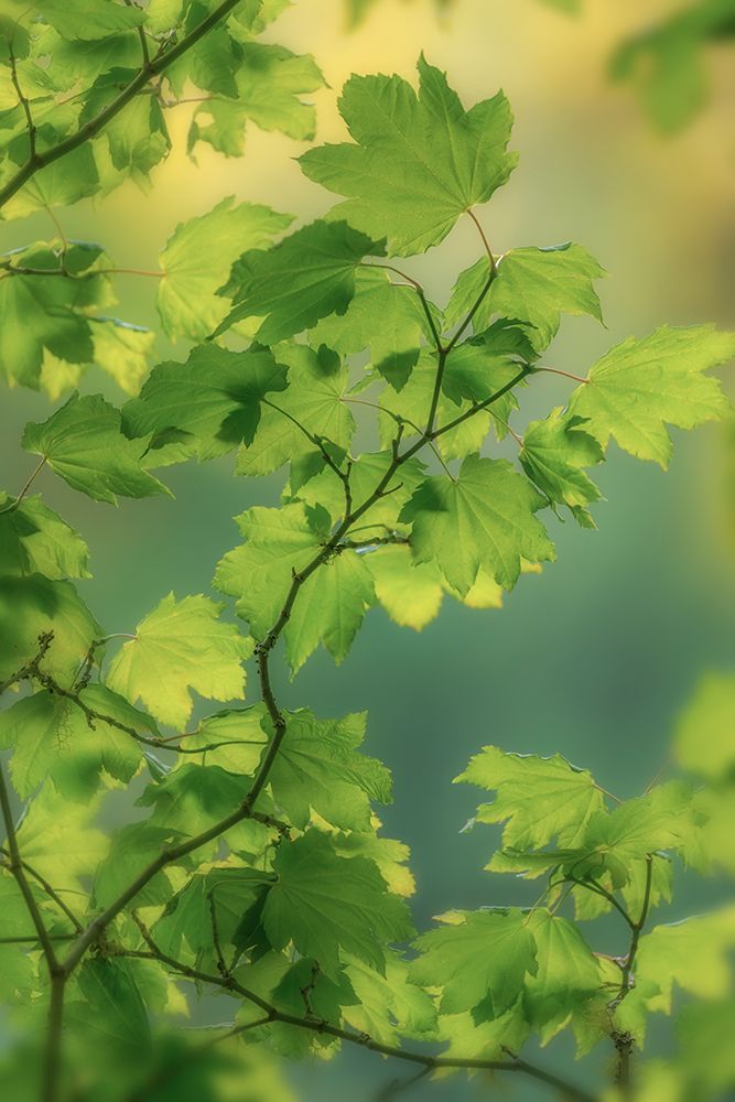 Art Print: USA, Washington State, Seabeck. Vine maple leaves in summer.