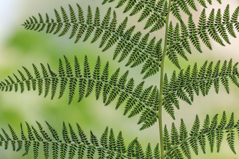 Wall Art Painting id:742535, Name: USA, Washington State, Seabeck. Underside of a Lady Fern, Washington State, Seabeck, Artist: Jaynes Gallery