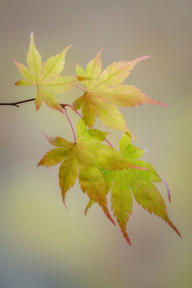 Art Print: USA, Washington State, Seabeck. Japanese maple leaves in fall.