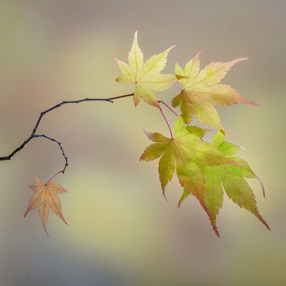 Art Print: USA, Washington State, Seabeck. Japanese maple leaves in fall.