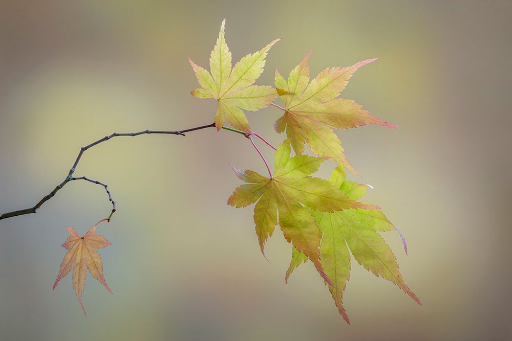 Art Print: USA, Washington State, Seabeck. Japanese maple leaves in fall.