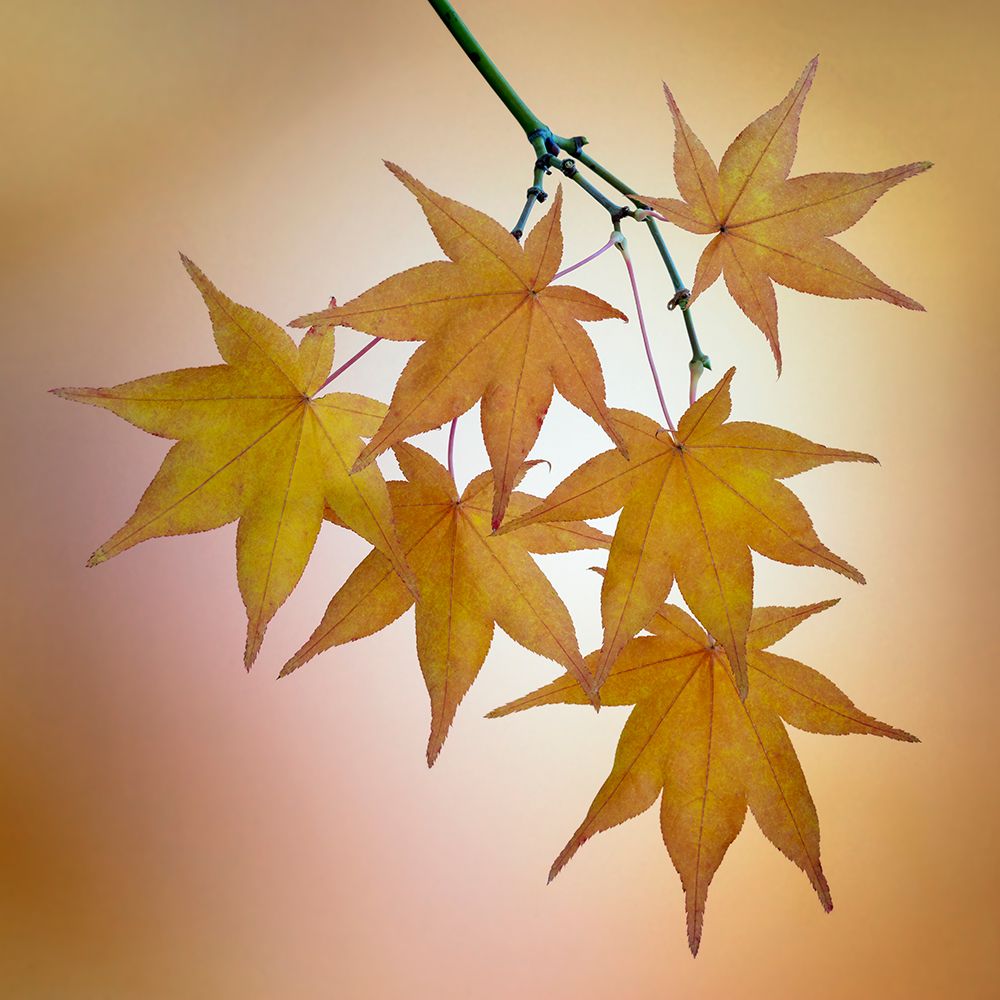 Art Print: USA, Washington State, Seabeck. Japanese maple leaves in fall.