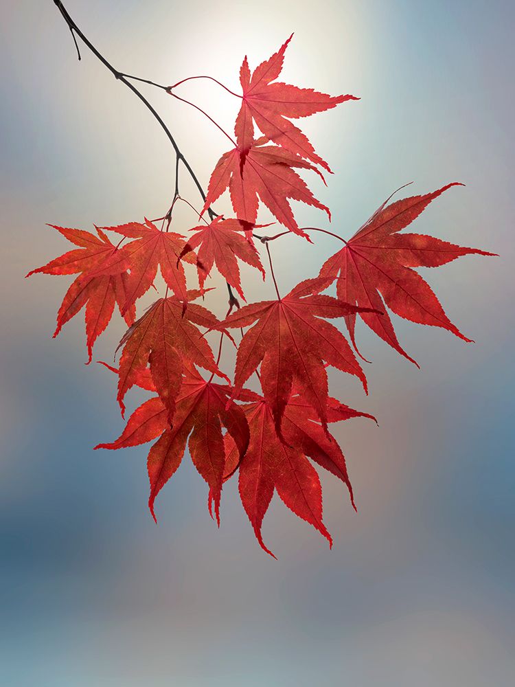 Art Print: USA, Washington State, Seabeck. Japanese maple leaves in fall.