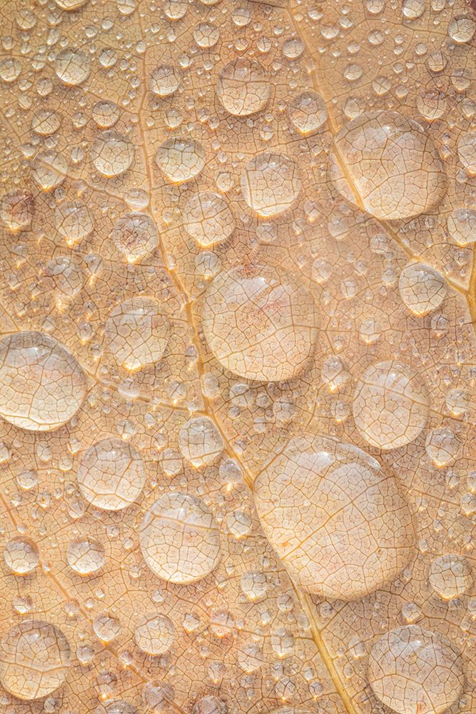 Art Print: USA, Washington State, Seabeck. Tulip poplar leaf covered with raindrops.