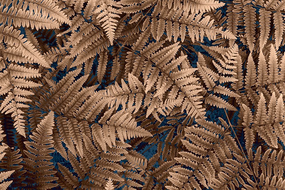 Art Print: USA, Washington State, Seabeck. Brown ferns in autumn.