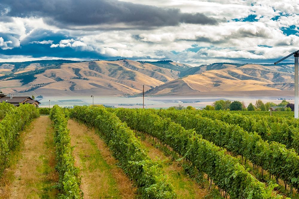 Wall Art Painting id:406545, Name: Washington State-Walla Walla Pepper Bridge Vineyard with Blue Mountains in the background, Artist: Duval, Richard