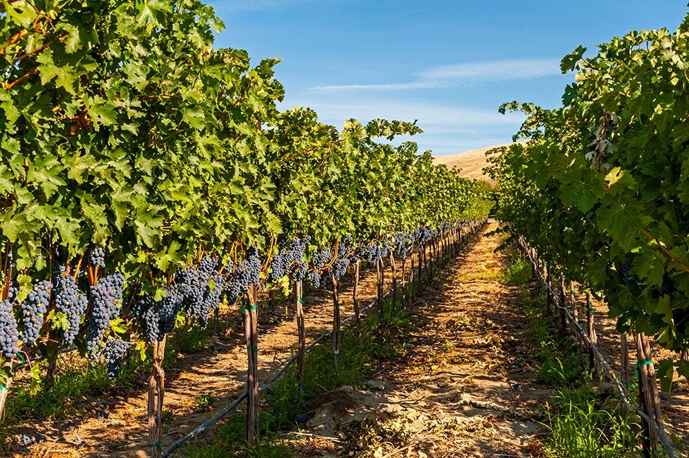 Wall Art Painting id:406546, Name: Washington State-Red Mountain A row of Cabernet Sauvignon grapes in a vineyard in Yakima Valley, Artist: Duval, Richard