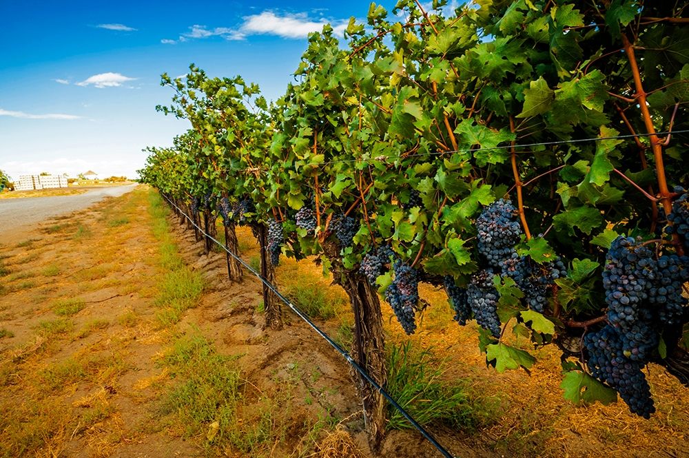 Wall Art Painting id:406550, Name: Washington State-Red Mountain Cabernet Sauvignon in Yakima Valley vineyard, Artist: Duval, Richard