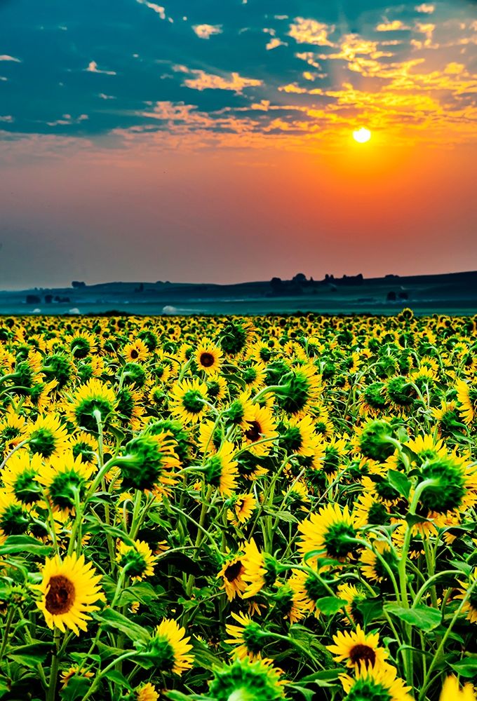 Wall Art Painting id:406560, Name: Washington State-Pasco Misty dawn morning on a sunflower fieldin Central Washington, Artist: Duval, Richard