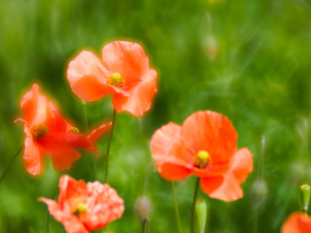 Wall Art Painting id:520368, Name: USA-Washington State-Spring Fire Poppies close up, Artist: Eggers, Terry