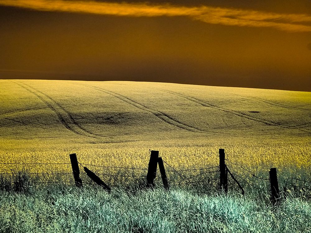 Wall art: USA-Washington State-Palouse region-Fence and field of wheat, by Eggers, Terry