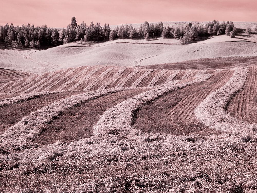 Wall art: USA-Washington State-Palouse region-Harvest cut lines in Field, by Eggers, Terry