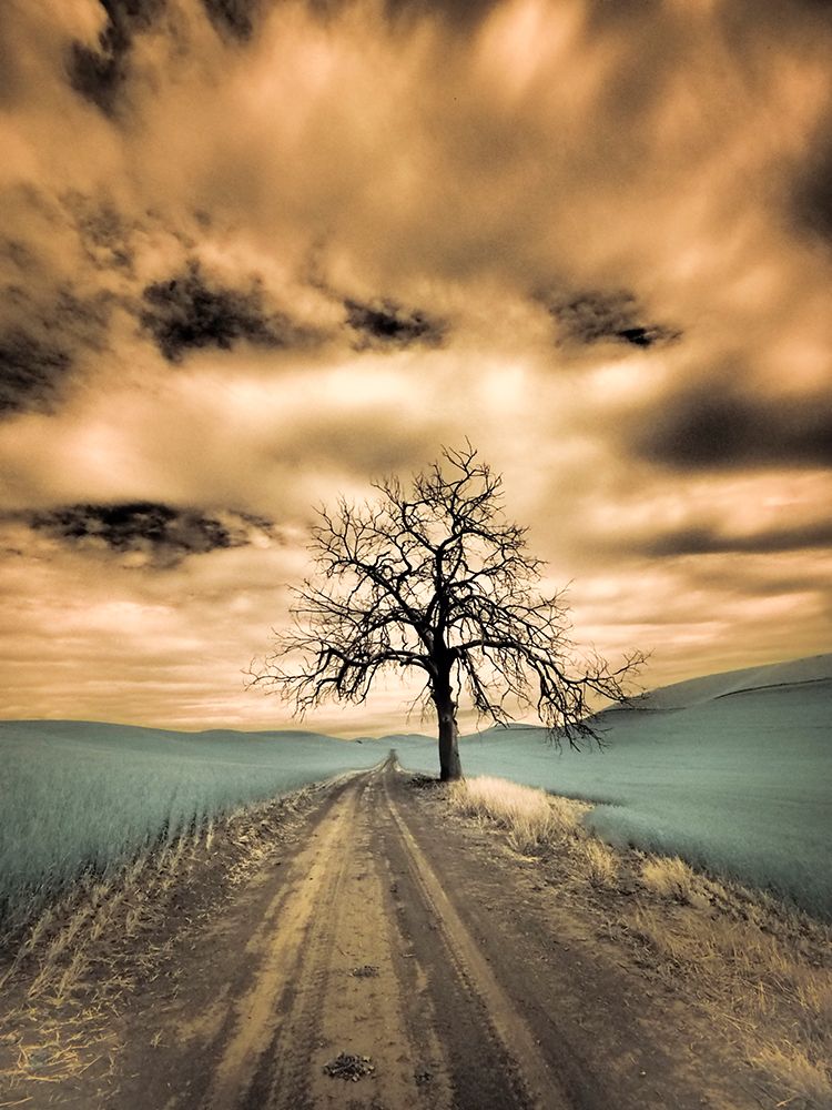 Wall Art Painting id:515387, Name: USA-Washington State-Palouse Infrared of lone tree along side country road, Artist: Eggers, Terry