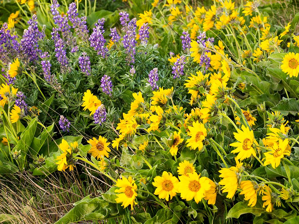 Wall Art Painting id:515392, Name: USA-Washington State Arrowleaf balsamroot and lupine, Artist: Eggers, Terry