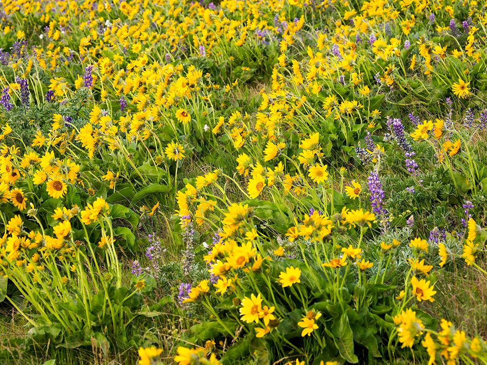 Wall Art Painting id:515393, Name: USA-Washington State Arrowleaf balsamroot and lupine, Artist: Eggers, Terry