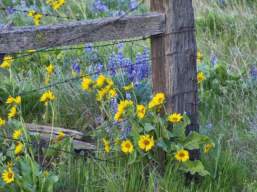 Wall Art Painting id:515402, Name: USA-Washington State Fence line with spring wildflowers, Artist: Eggers, Terry