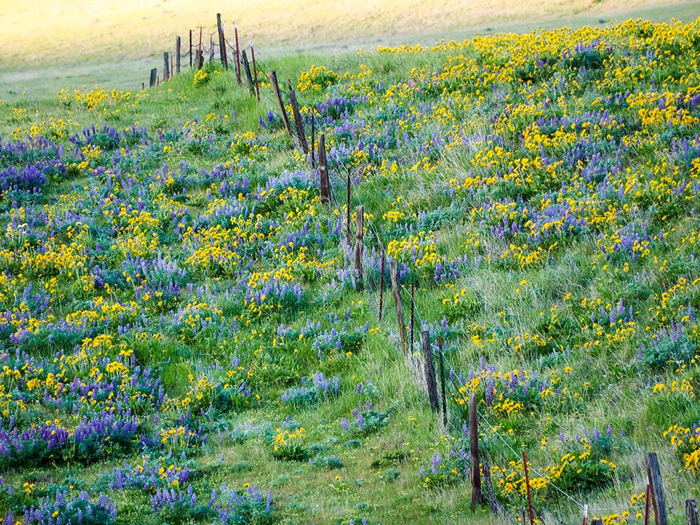 Wall Art Painting id:515403, Name: USA-Washington State Fence line with spring wildflowers, Artist: Eggers, Terry