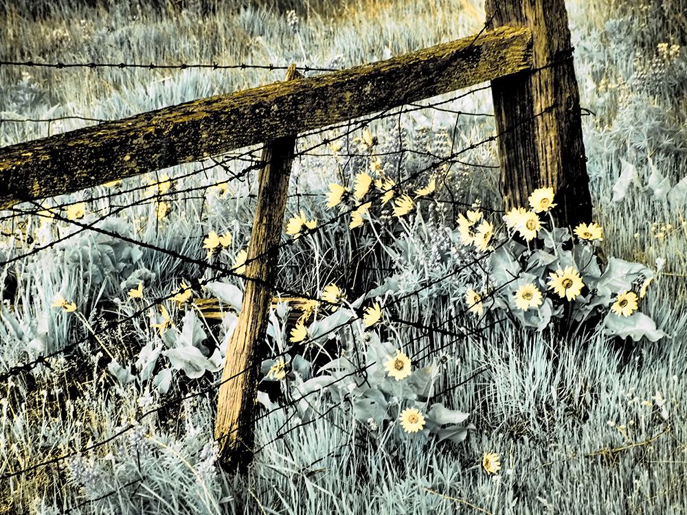 Wall Art Painting id:515412, Name: USA-Washington State Infrared capture of fence line and wildflowers, Artist: Eggers, Terry