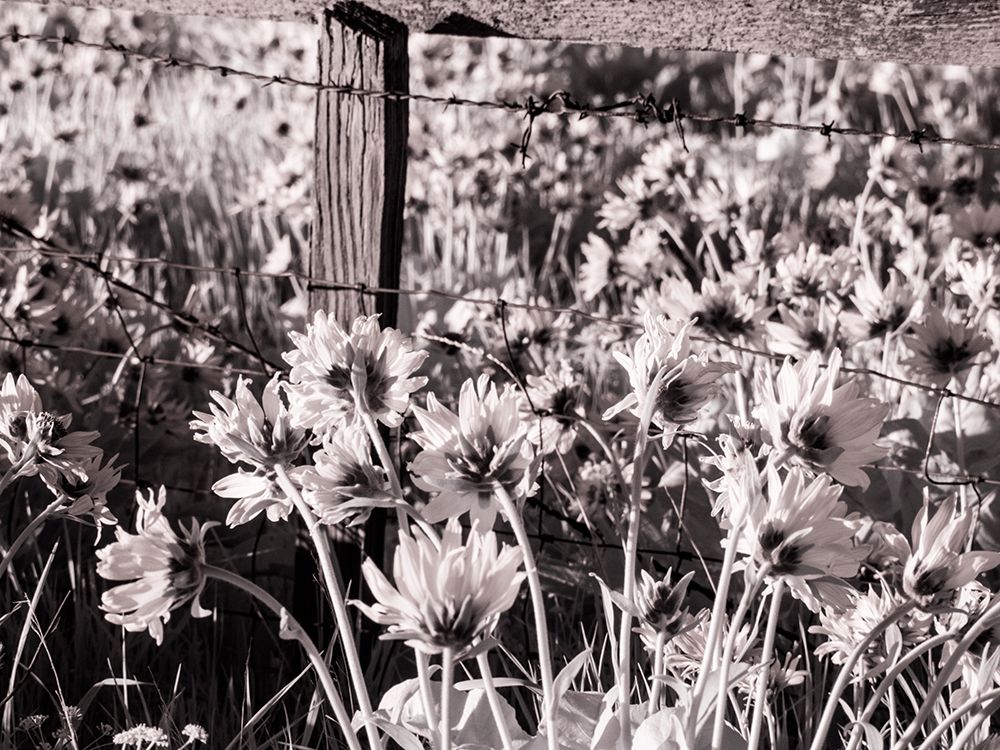 Wall Art Painting id:515413, Name: USA-Washington State Infrared capture of fence line and wildflowers, Artist: Eggers, Terry