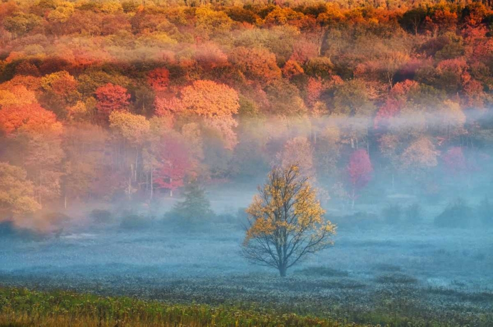 Art Print: WV, Davis Misty valley and forest in Autumn