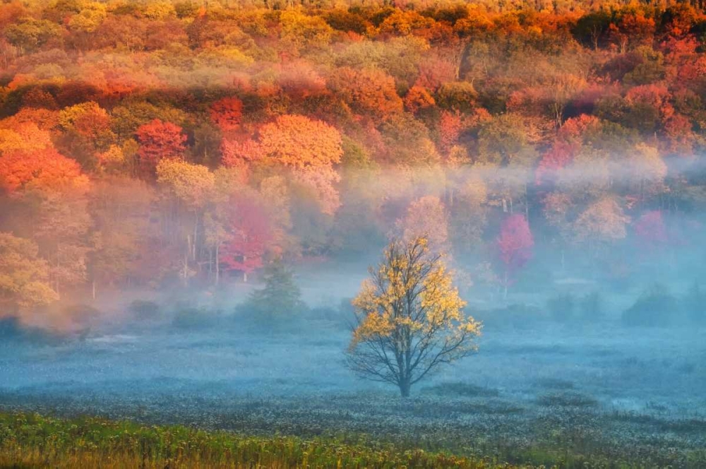 Art Print: WV, Davis Mist and forest in autumn color