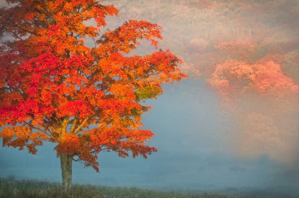 Art Print: WV, Davis Mist and forest in autumn color