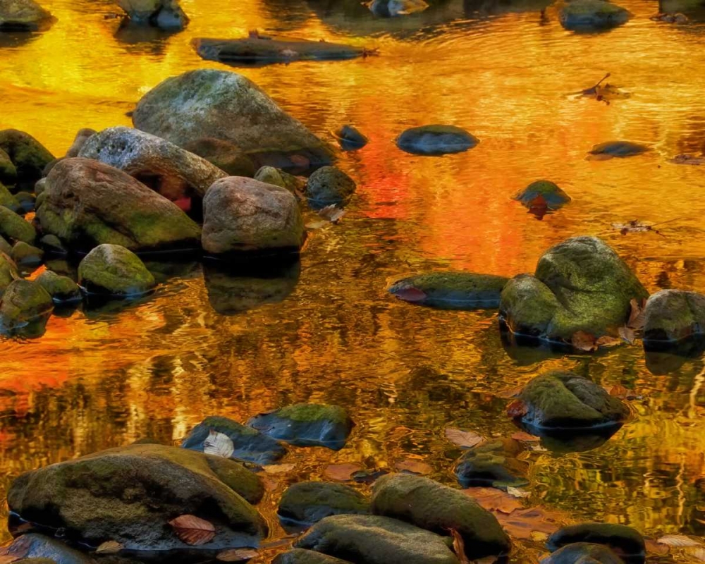 Art Print: West Virginia, Davis Autumn reflections on pond
