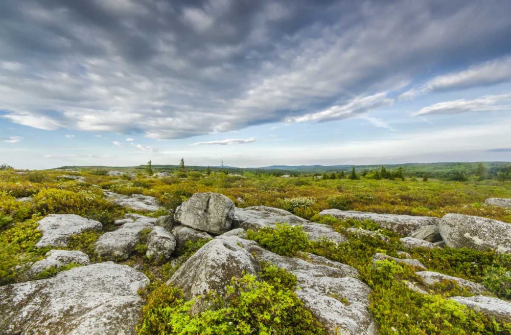 Art Print: WV, Landscape in Dolly Sods Wilderness Area