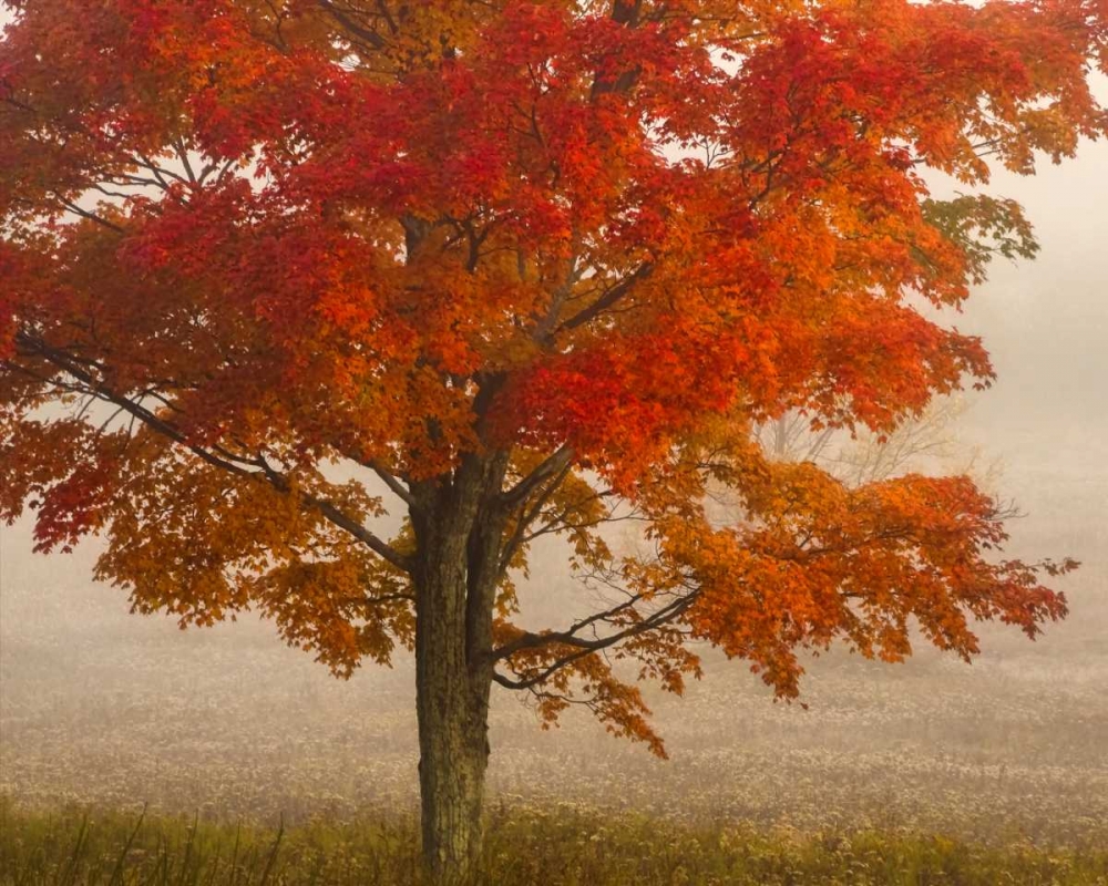 Art Print: West Virginia, Canaan Valley SP Tree in autumn