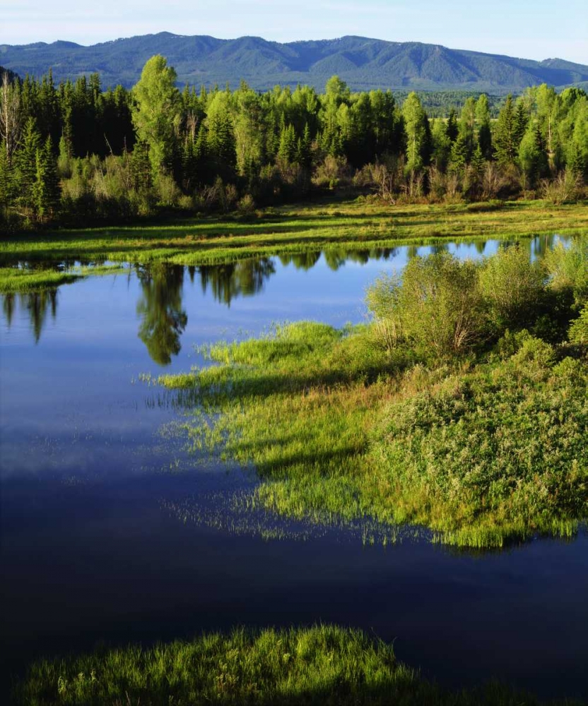 Art Print: WY, Grand Tetons A Meadow in the Grand Tetons