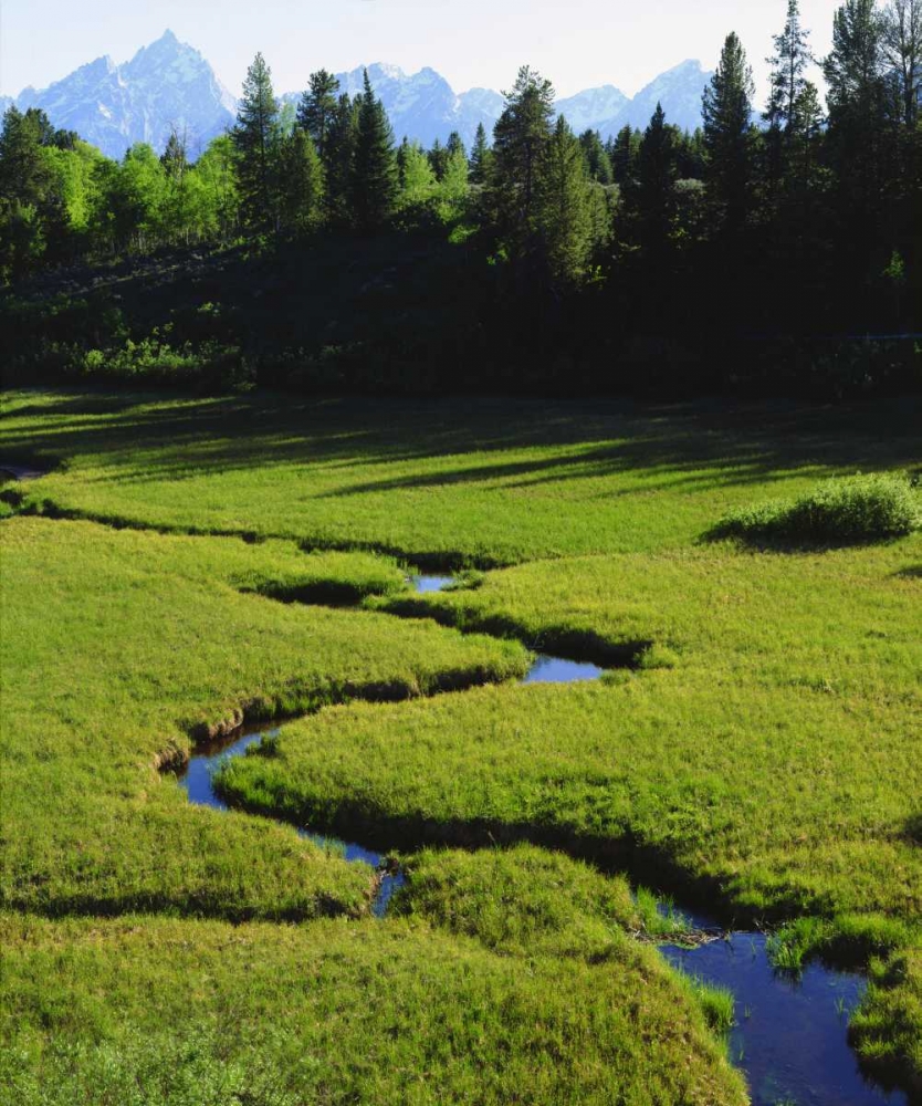 Art Print: WY, Grand Tetons above a lush meadow