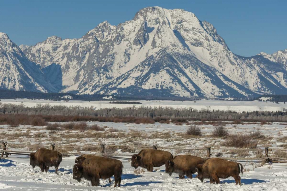 Wall Art Painting id:129788, Name: Wyoming, Grand Tetons Bison and winter landscape, Artist: Illg, Cathy and Gordon