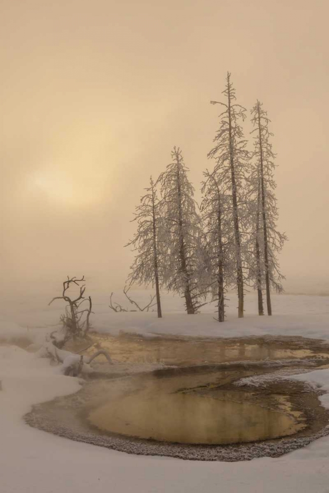 Wall art: USA, Wyoming, Yellowstone NP Foggy winter scenic, by Illg, Cathy and Gordon