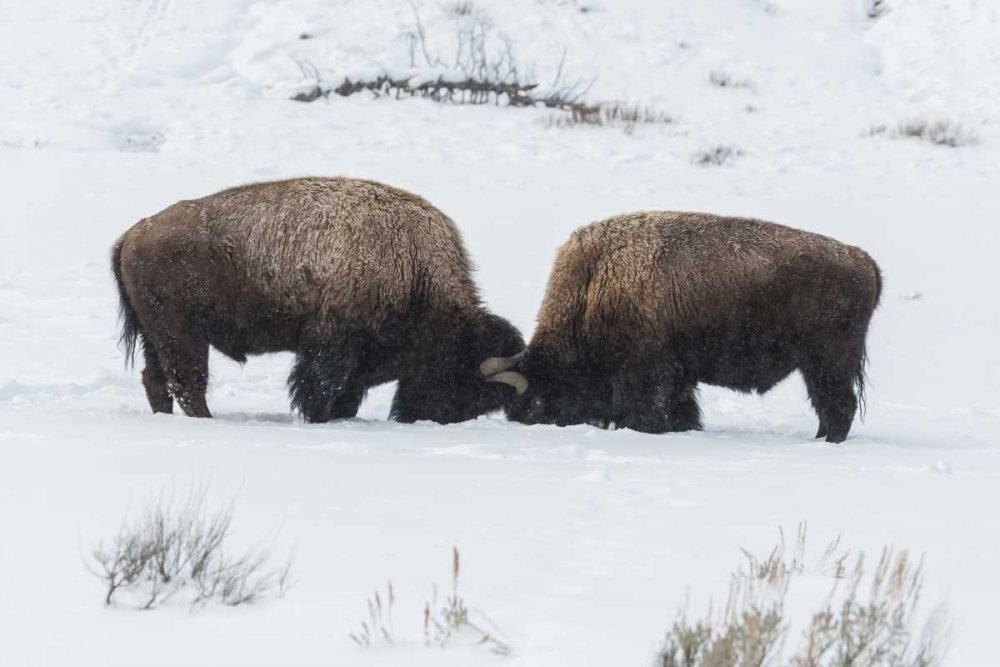 Wall Art Painting id:129026, Name: USA, Wyoming, Yellowstone NP Bison sparring, Artist: Illg, Cathy and Gordon