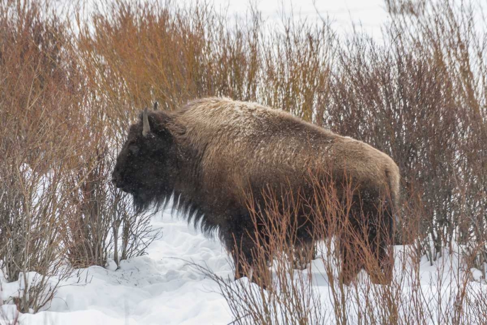Wall Art Painting id:129385, Name: Wyoming, Yellowstone NP Bison standing in snow, Artist: Illg, Cathy and Gordon