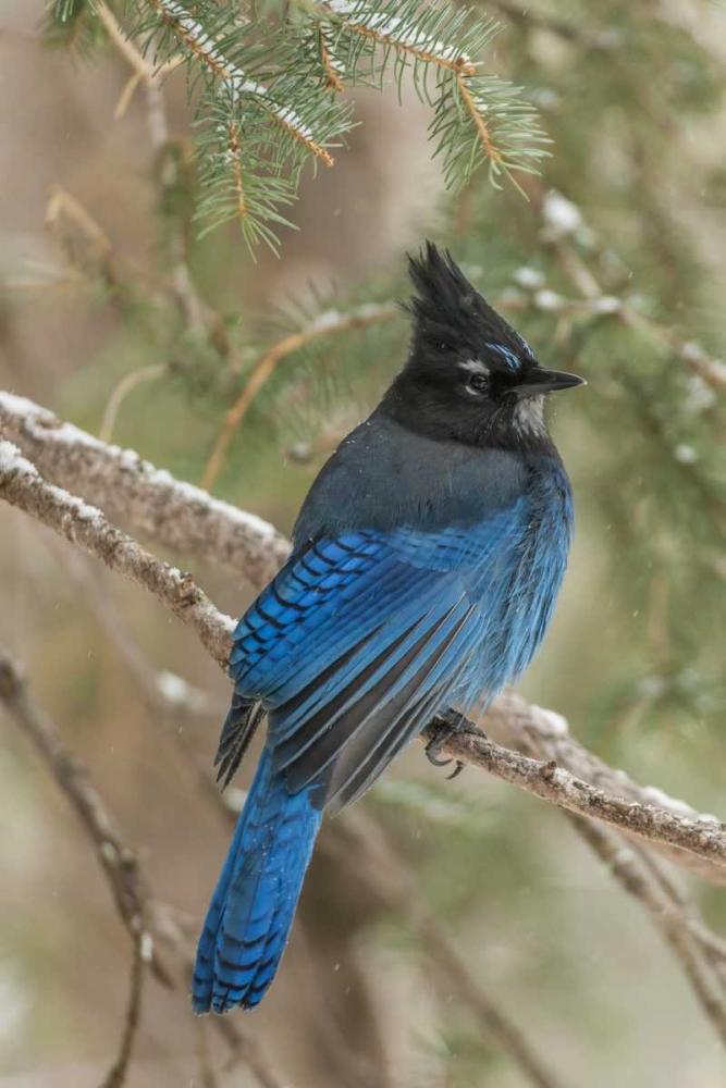 Wall Art Painting id:129660, Name: Wyoming, Yellowstone Stellers jay bird in tree, Artist: Illg, Cathy and Gordon