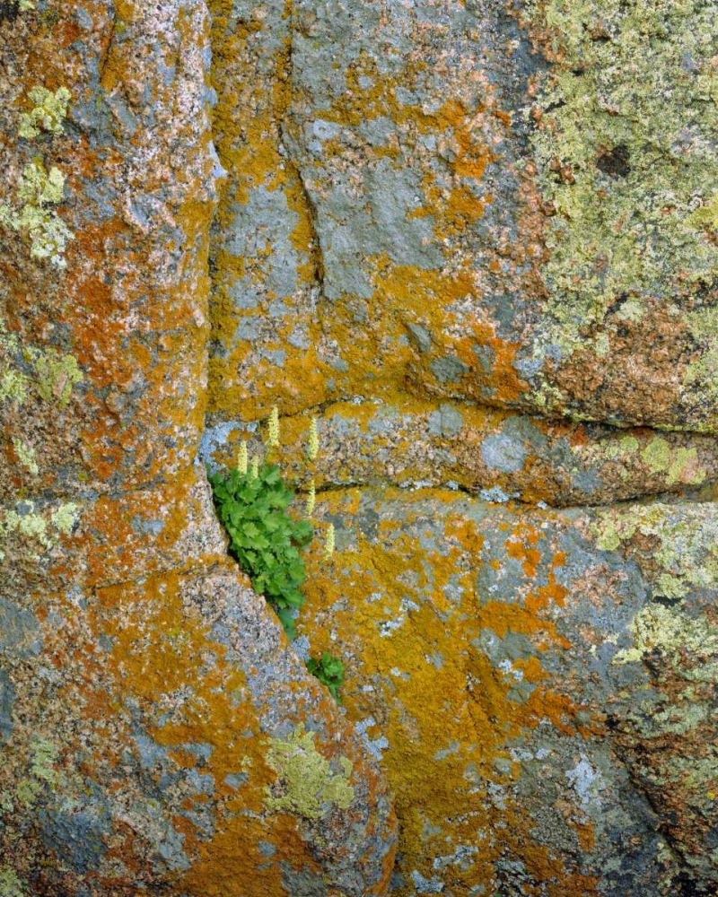 Art Print: WY, Vedauwoo Park Poker heuchera plant