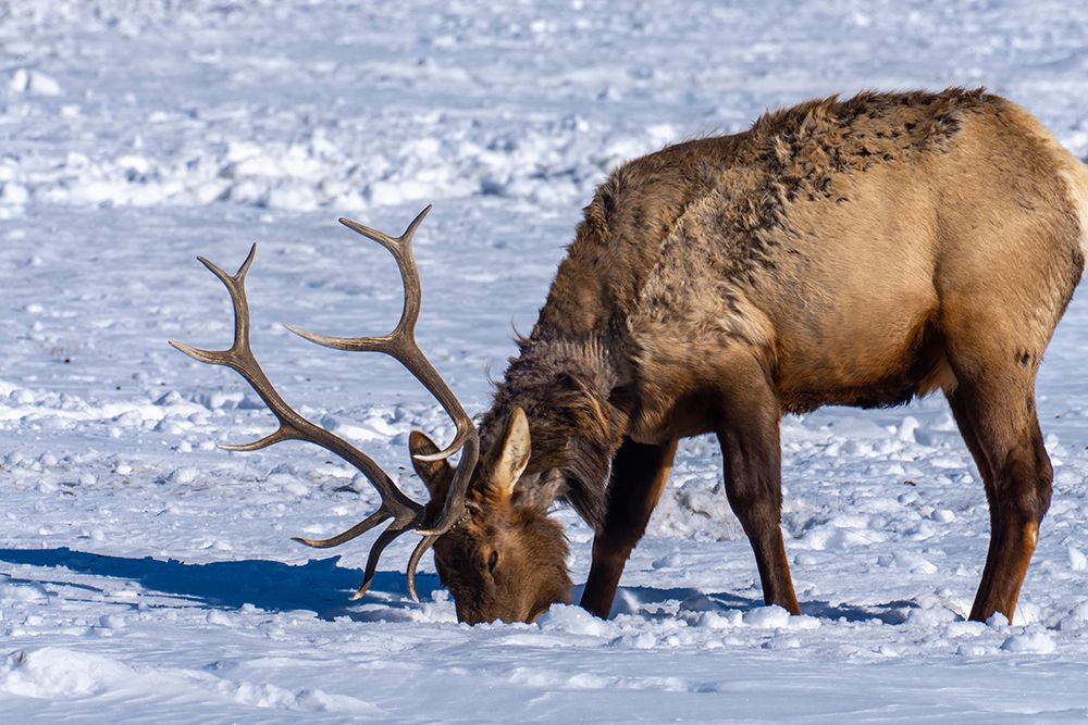 Art Print: USA- Wyoming- National Elk Refuge. Bull elk seeking food beneath snow.
