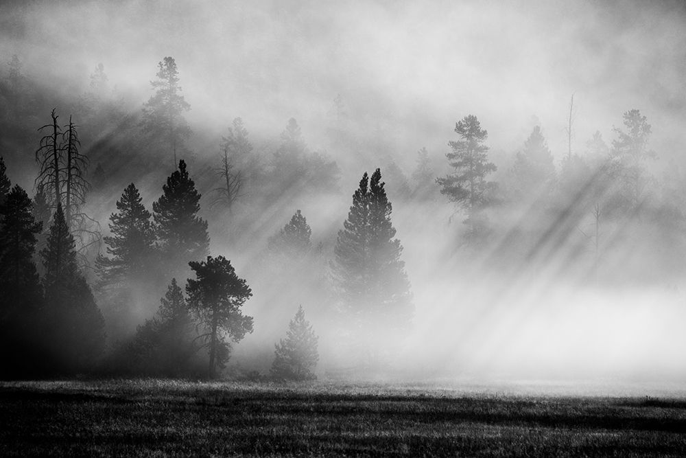 Art Print: USA-Wyoming-Yellowstone National Park-Early morning fog with light rays through the trees