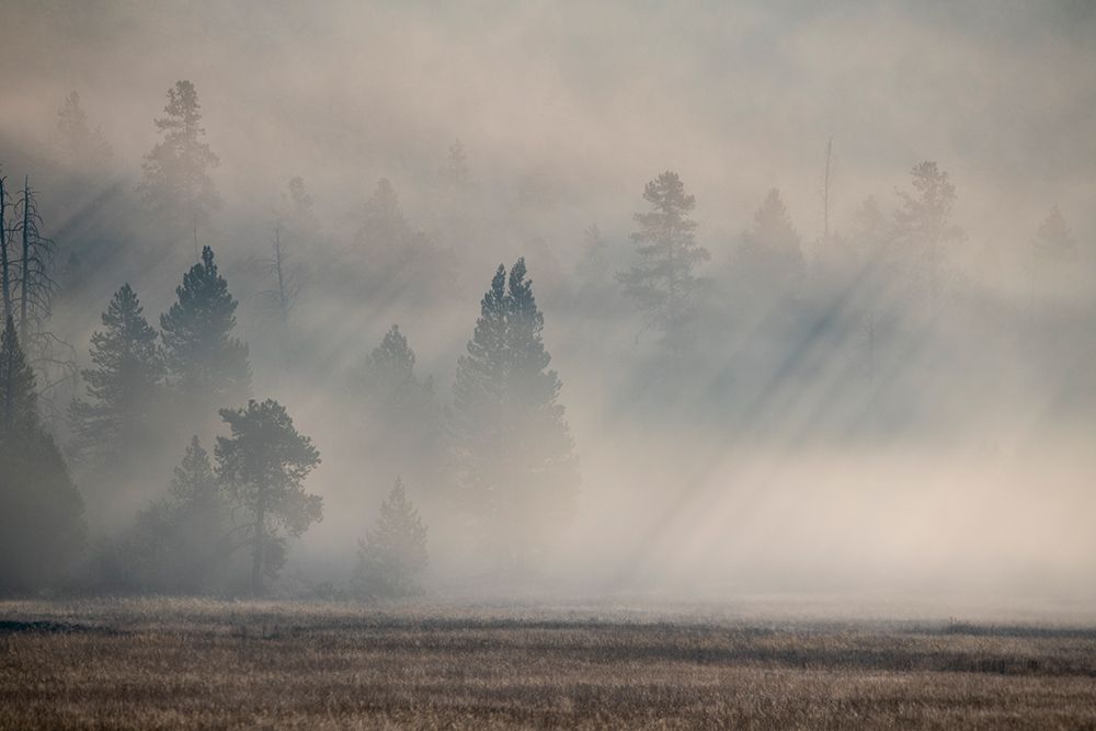 Art Print: USA-Wyoming-Yellowstone National Park-Early morning fog with light rays through the trees