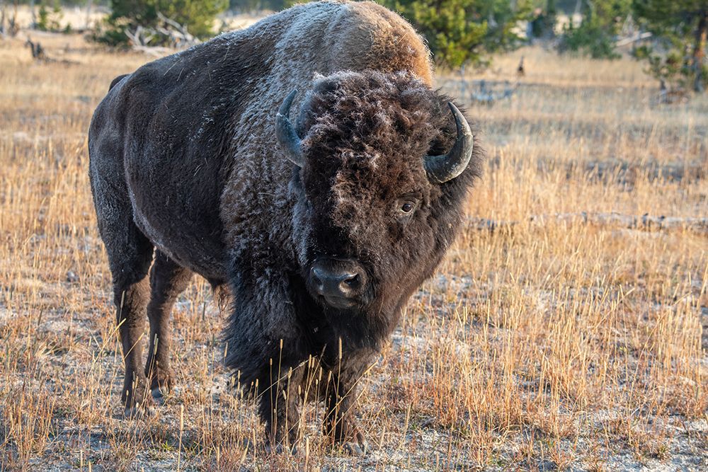Art Print: USA-Wyoming-Yellowstone National Park-Upper Geyser Basin-Lone male American bison-aka buffalo with 