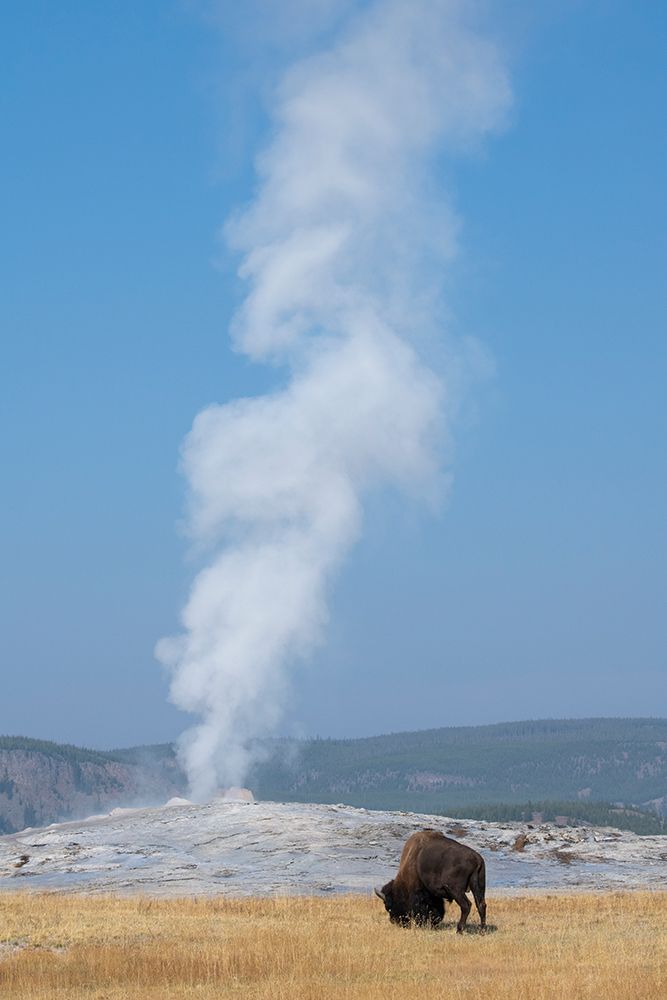Art Print: USA-Wyoming-Yellowstone National Park-Upper Geyser Basin-Lone male American bison-aka buffalo-in fr