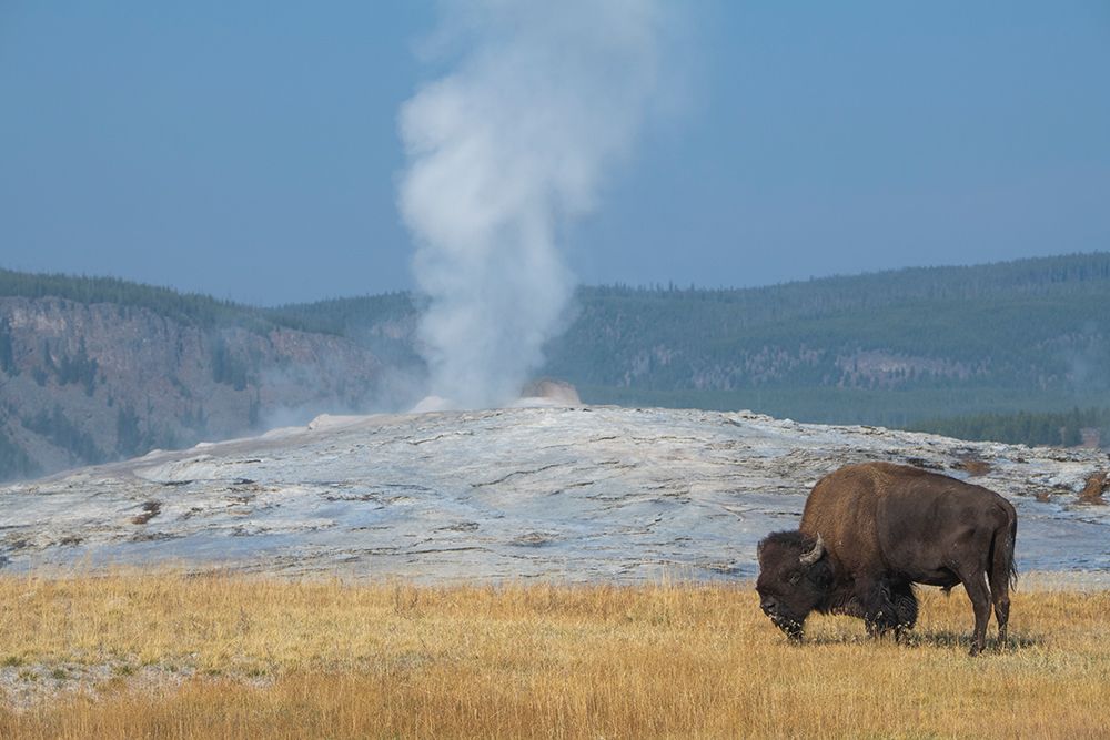 Art Print: USA-Wyoming-Yellowstone National Park-Upper Geyser Basin-Lone male American bison-aka buffalo-in fr