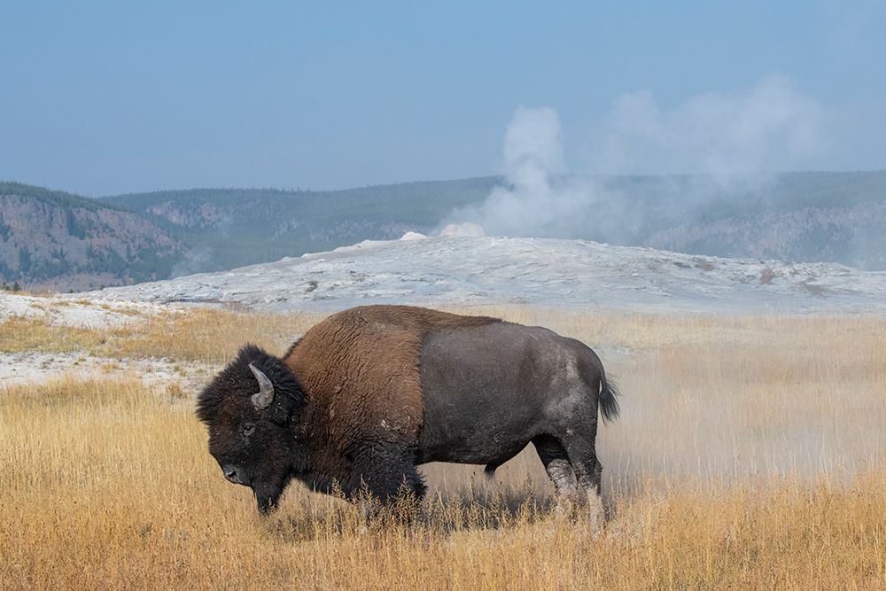 Art Print: USA-Wyoming-Yellowstone National Park-Upper Geyser Basin-Lone male American bison-aka buffalo right