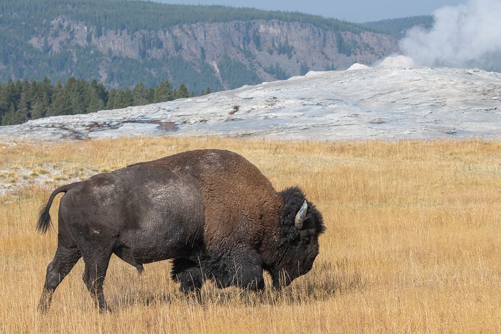Art Print: USA-Wyoming-Yellowstone National Park-Upper Geyser Basin-Lone male American bison-aka buffalo-in fr