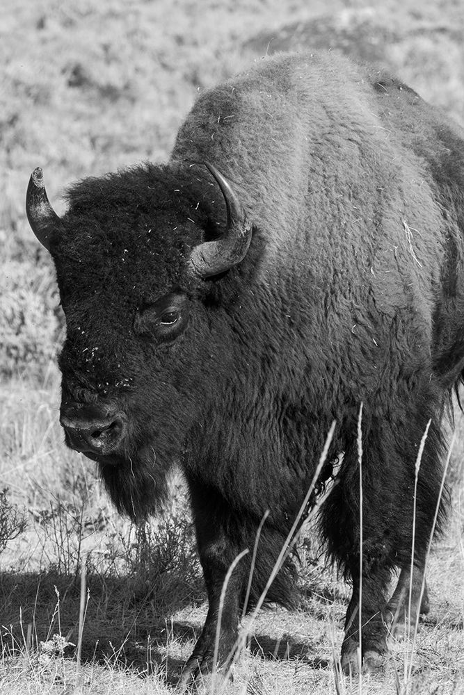 Art Print: USA-Wyoming-Yellowstone National Park-Lamar Valley-Male American bison