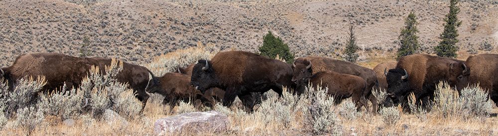 Art Print: USA-Wyoming-Yellowstone National Park-Lamar Valley-Herd of American bison