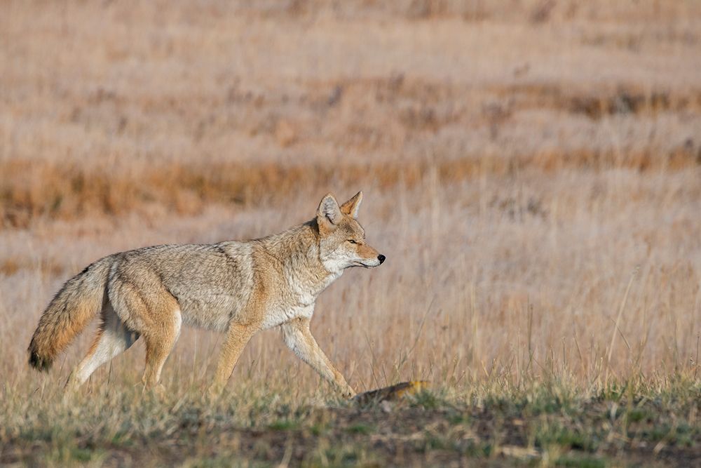 Art Print: USA-Wyoming-Yellowstone National Park-Biscuit Basin-Coyote