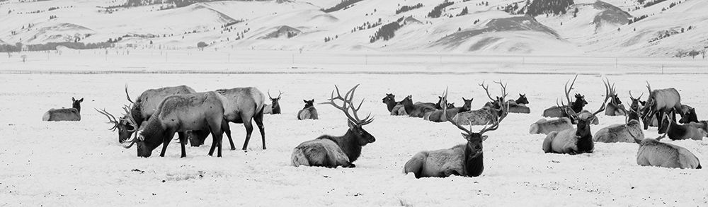 Art Print: USA-Wyoming-Tetons National Park-National Elk Refuge Large elk herd in winter