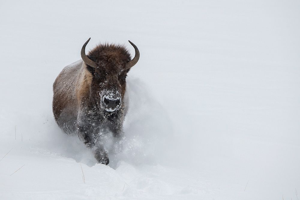 Art Print: USA-Wyoming-Yellowstone National Park Lone bull bison running in deep snow